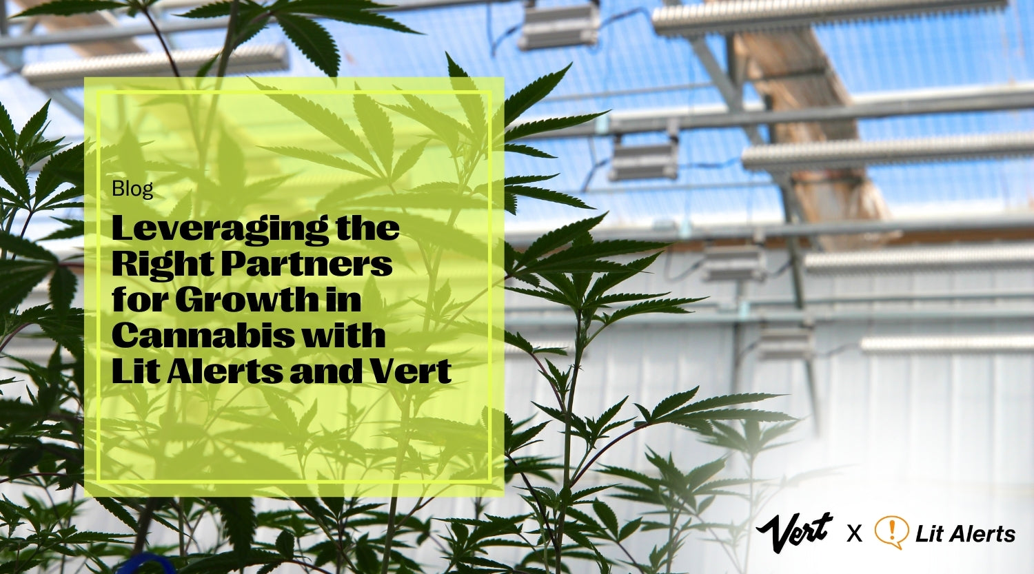 Leveraging the Right Partners for Growth in Cannabis with Lit Alerts and Vert
